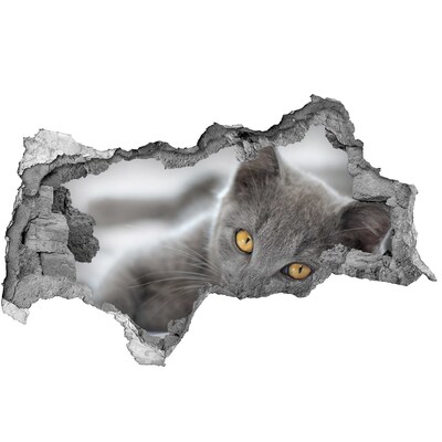 Wandbilder 3D Mauerdurchbruch Graue Katze in einem Loch in der Wand