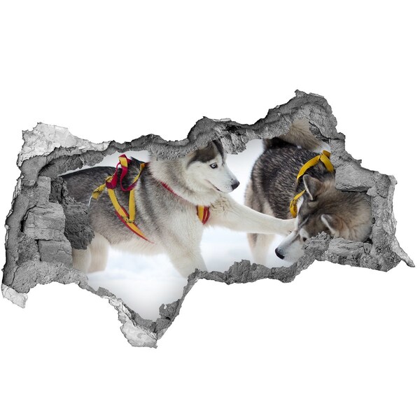 Wandbilder 3D Mauerdurchbruch Siberian Huskies in Aktion