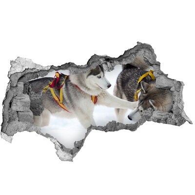 Wandbilder 3D Mauerdurchbruch Siberian Huskies in Aktion