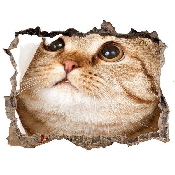 Wandfolien Loch in der Wand Katze in einem Loch in der Wand