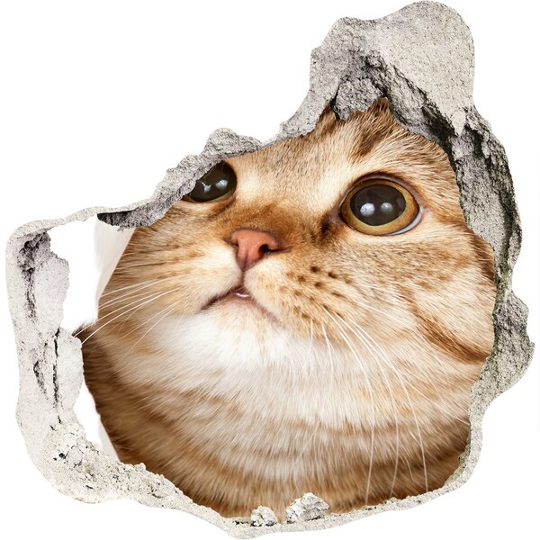 Wandfolien Loch in der Wand Katze in einem Loch in der Wand