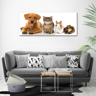 Acrylbild Fotodruck Hund und Katze