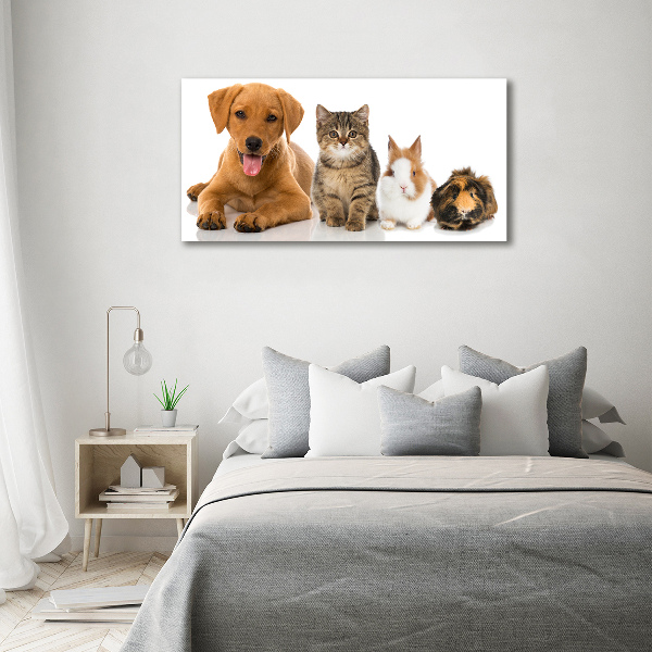 Acrylbild Fotodruck Hund und Katze