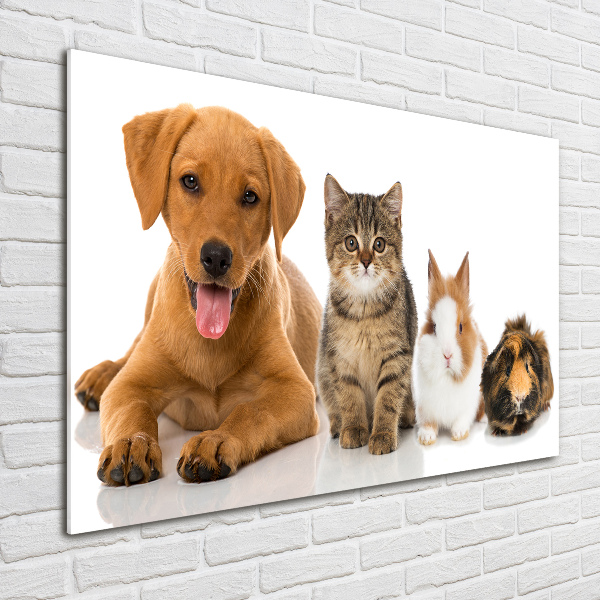 Acrylbild Fotodruck Hund und Katze