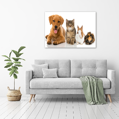 Acrylbild Fotodruck Hund und Katze