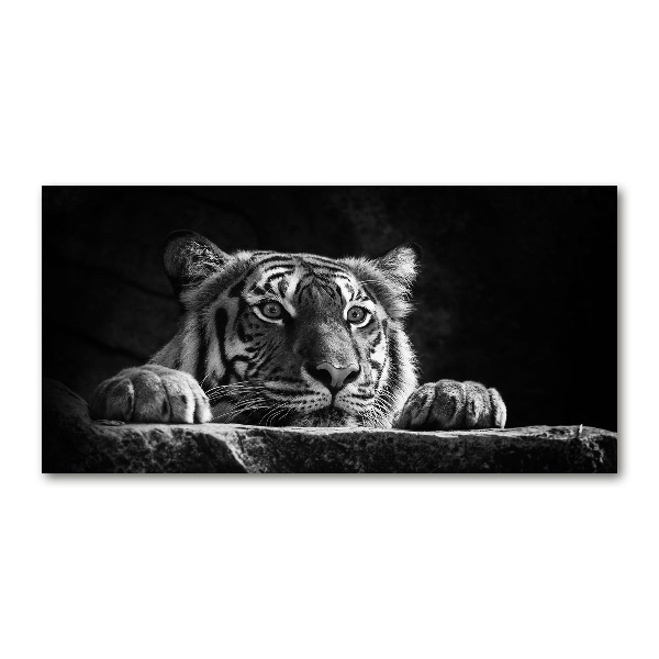 Foto auf Acryl Tiger