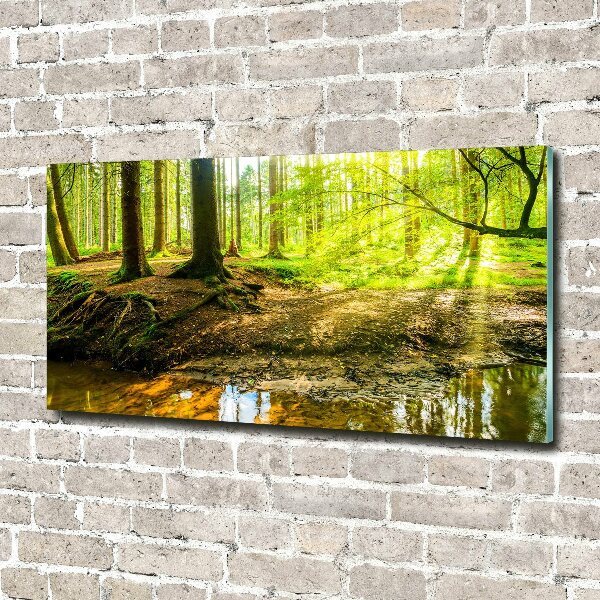 Acrylbild Fotodruck Sonnenstrahlen im Wald