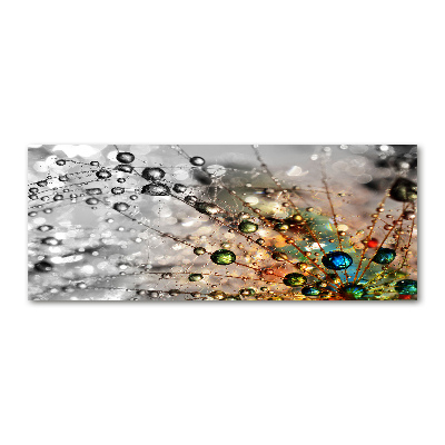 Acrylglas-Druck Löwenzahnsamen