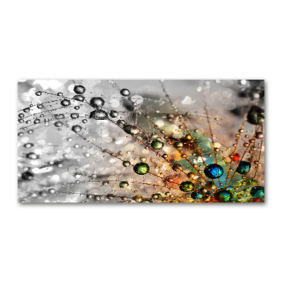 Acrylglas-Druck Löwenzahnsamen