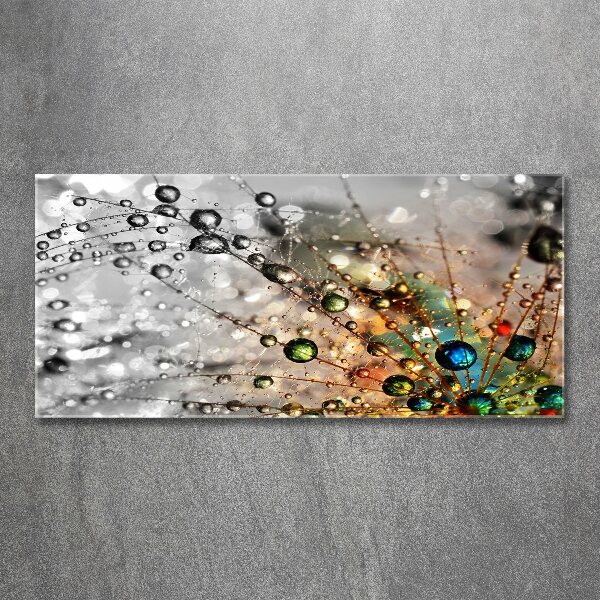 Acrylglas-Druck Löwenzahnsamen