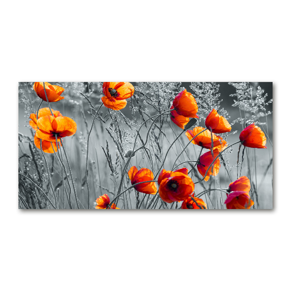 Foto auf Acryl Wildmohn