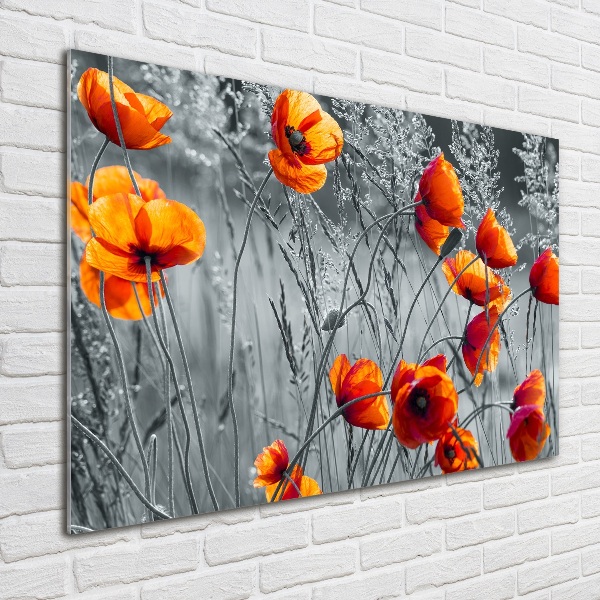 Foto auf Acryl Wildmohn
