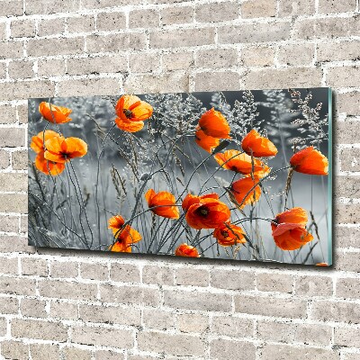 Bild auf Acrylglas Wildmohn
