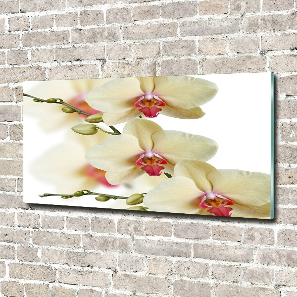 Acrylglas-Druck Orchidee