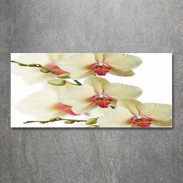 Acrylglas-Druck Orchidee