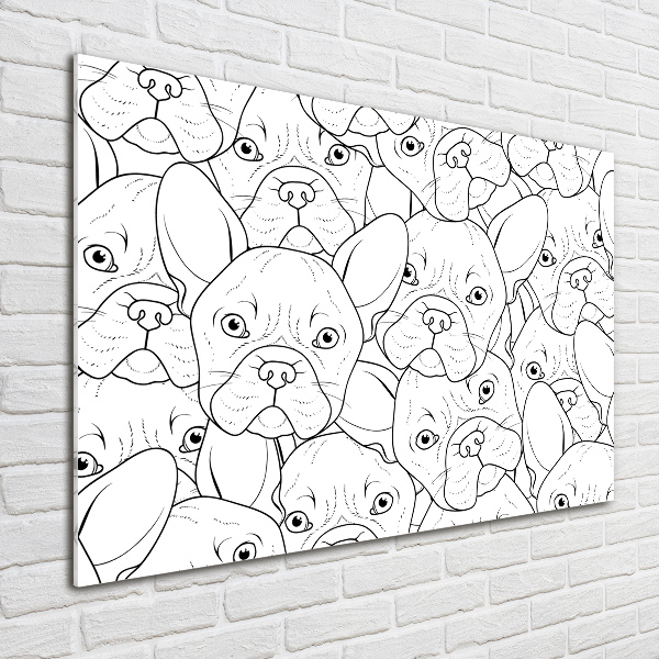 Foto auf Acryl Französische Bulldoggen