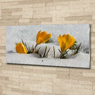 Acrylbild Fotodruck Krokusse im Schnee