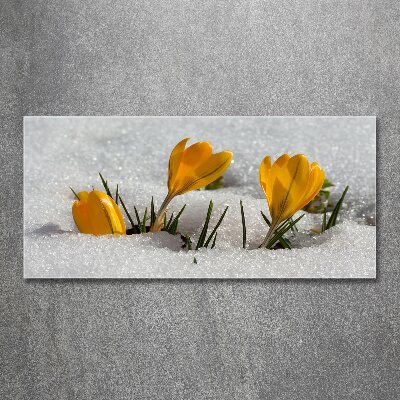 Acrylbild Fotodruck Krokusse im Schnee
