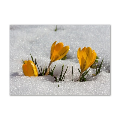 Acrylbild Fotodruck Krokusse im Schnee