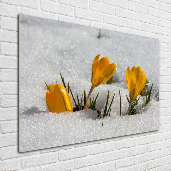 Acrylbild Fotodruck Krokusse im Schnee