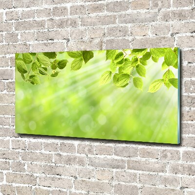 Acrylglas-Druck Blätter