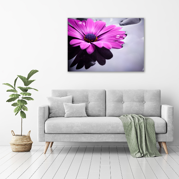 Bild auf Acrylglas Gerbera