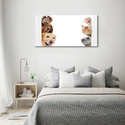 Bild auf Acrylglas Hunde und Katzen