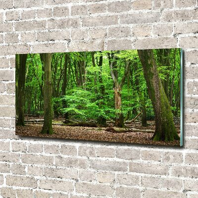 Acrylbild Fotodruck Holländischer Wald