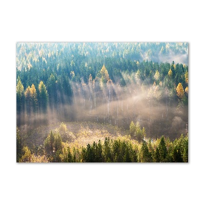 Foto auf Acryl Nebel im Wald
