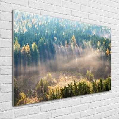 Foto auf Acryl Nebel im Wald