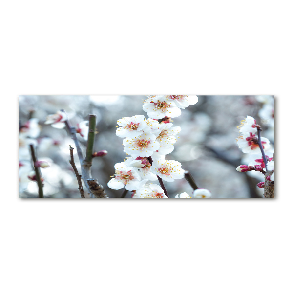 Acrylbild Fotodruck Kirschblüten