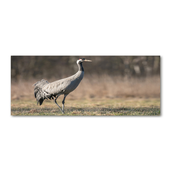 Foto auf Acryl Reiher