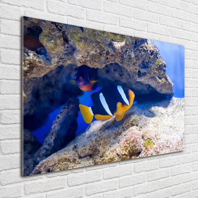 Bild auf Acrylglas Tropische Fische