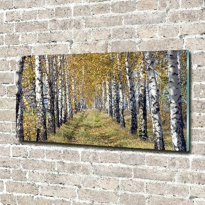 Acrylbild Fotodruck Birken im Herbst