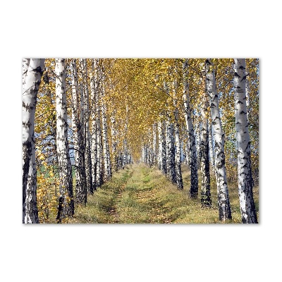 Acrylbild Fotodruck Birken im Herbst