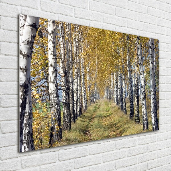 Acrylbild Fotodruck Birken im Herbst