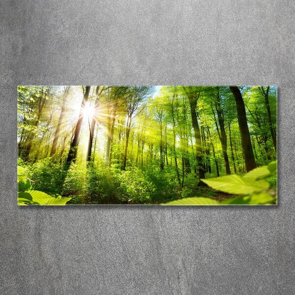 Foto auf Acryl Wald in der Sonne
