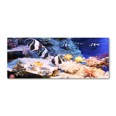 Acrylbild Fotodruck Korallenriff