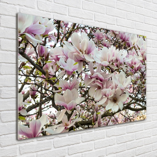 Acrylglas-Druck Magnolienblüten