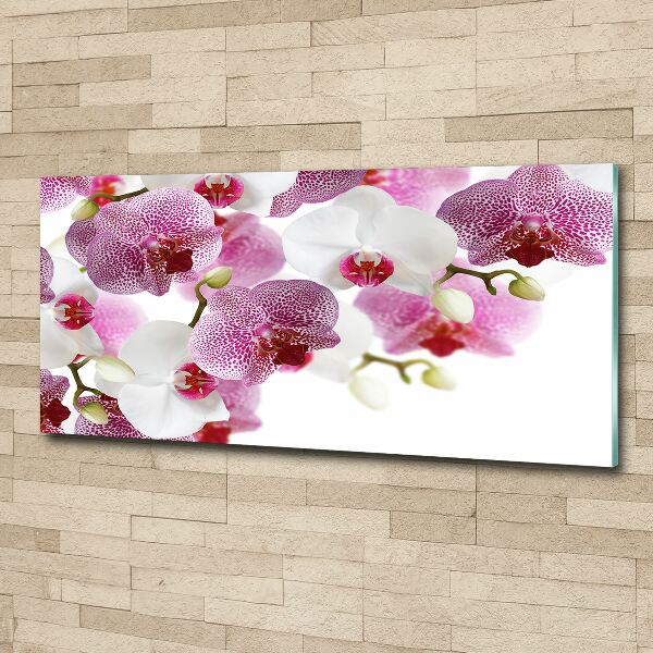 Bild auf Acrylglas Orchidee