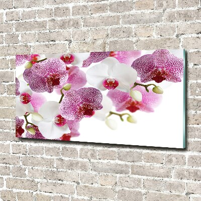 Bild auf Acrylglas Orchidee