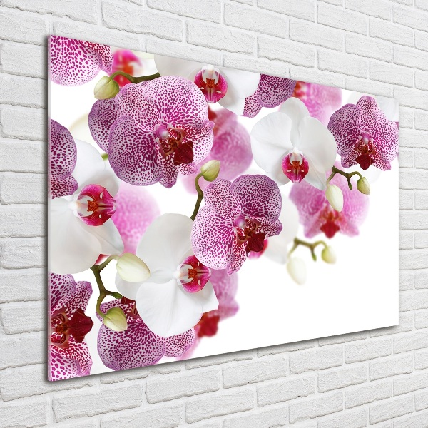 Bild auf Acrylglas Orchidee