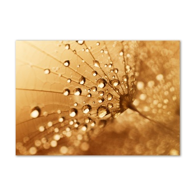 Foto auf Acryl Löwenzahn