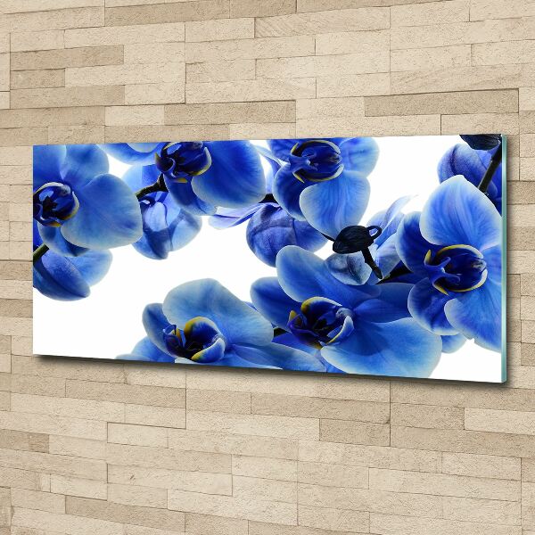 Acrylbild Fotodruck Blaue Orchidee