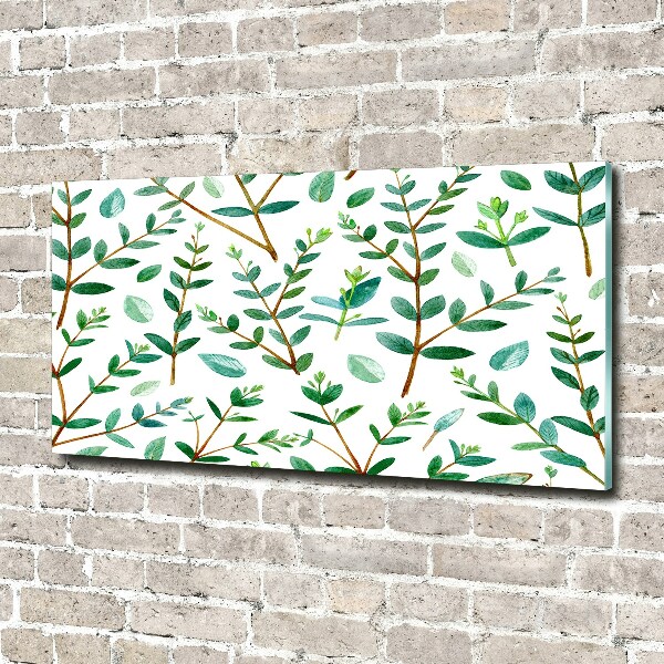 Bild auf Acrylglas Eukalyptus