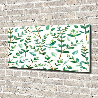 Bild auf Acrylglas Eukalyptus