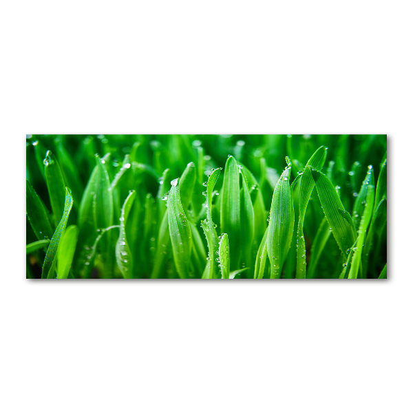 Bild auf Acrylglas Gras