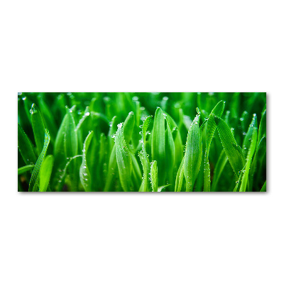 Bild auf Acrylglas Gras