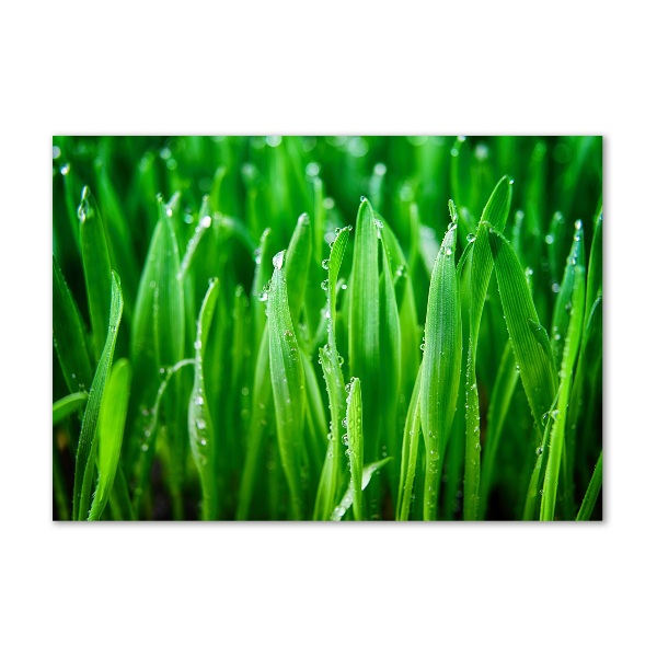 Bild auf Acrylglas Gras
