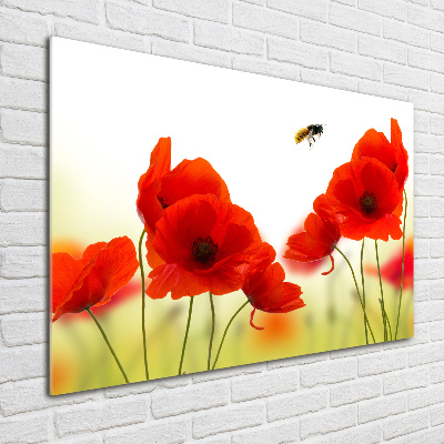 Acrylglas-Druck Mohnblumen